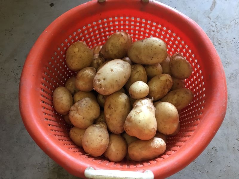 14 augustus 2017; eerste proefrooiing aardappelen