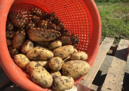 30 augustus 2016: 5e proefrooiing aardappelen