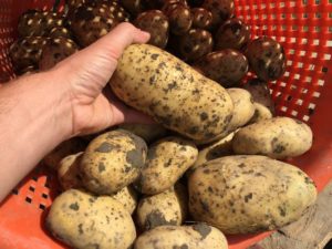 30 augustus 2016: 5e proefrooiing aardappelen