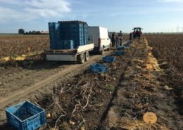 26 september 2016: proefveld aardappelen Semagri geoogst