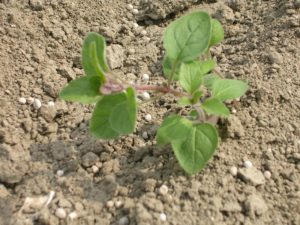 1 en 2 juni 2006: oregano planten