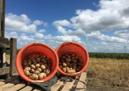 16 augustus 2016: 3e proefrooiing aardappelen