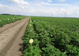 16 juni 2016: neerslag goed voor groei gewassen, bloei aardappelproefveld