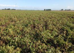 13 augustus 2014; 2e proefrooiing aardappelen