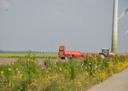 17 september 2014; door droogte te veel rooibeschadiging aardappelen