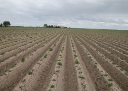 26 mei 2015; 5 jaarlijkse groeivergelijking gewassen