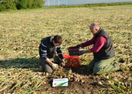 27 augustus 2014; Seminis proefras uien