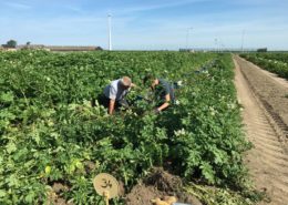 Aardappelproefveld Semagri deels gerooid