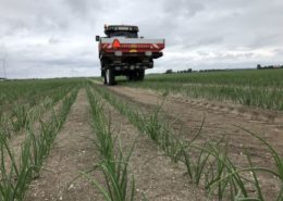 12 juni 2018; bemesten uien en aardappelen