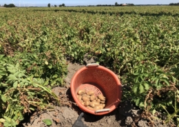 3 augustus 2018; eerste proefrooiing aardappelen