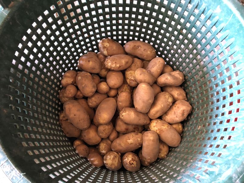 3 augustus 2018; eerste proefrooiing aardappelen