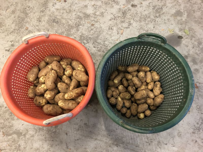 10 augustus 2018; tweede proefrooiing aardappelen