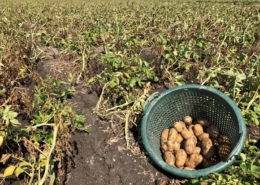 17 augustus 2018; derde proefrooiing aardappelen