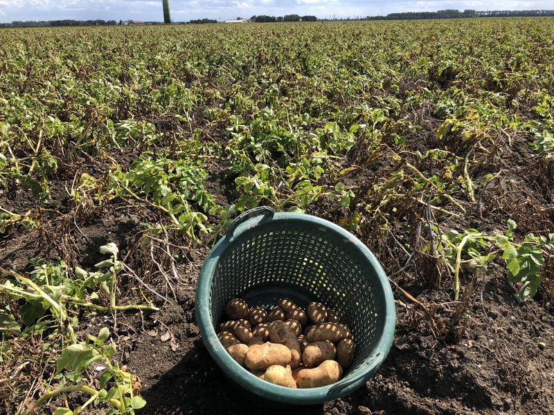 24 augustus 2018; 4e proefrooiing aardappelen, ras is Innovator