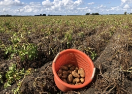 24 augustus 2018; 4e proefrooiing aardappelen, ras is Innovator