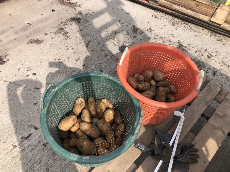 31 augustus 2018; 4e proefrooiing aardappelen, ras is Innovator