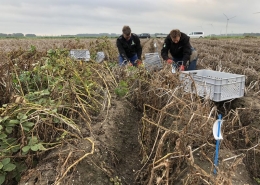 11 september 2018; proefveld aardappelen Den Hartigh gerooid.