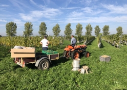 5 oktober 2018; druivenoogst De Wilde Wijngaard