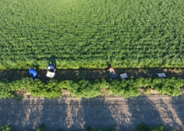 23 juli 2019; proefveld aardappelen RoyalZap rooien