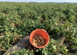 26 augustus 2019; 1e proefrooiing aardappelen, ras is Ramos.