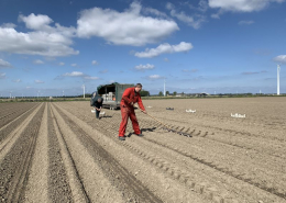 4 mei 2020; Aardappelproefveld Royal Zap/Semagri poten