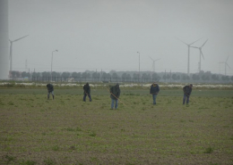 8 juni 2020; schoffelen en dunnen suikerbieten proefveld