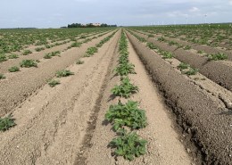 10 juni 2020; gewasgroei aardappelen, ras is Lady Anna