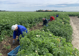 23 juli 2020; Proefveld Royal Zap/Semagri rooien