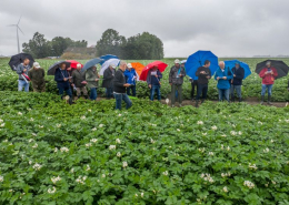 10 juli 2020; Kwekers bijeenkomst proefveld Royal Zap/Semagri