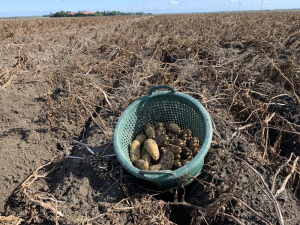 24 september 2020; 5e proefrooiing aardappelen