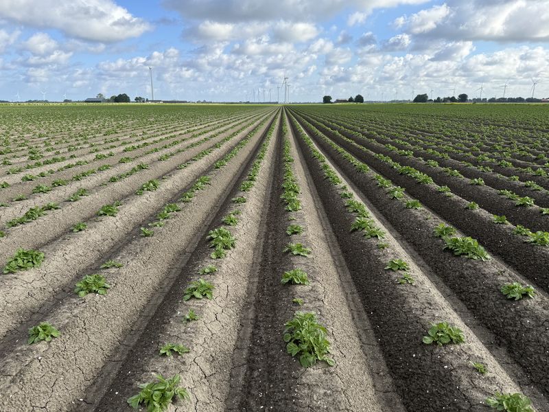 9 juni 2024; Gewasgroei aardappelen; ras is Innovator