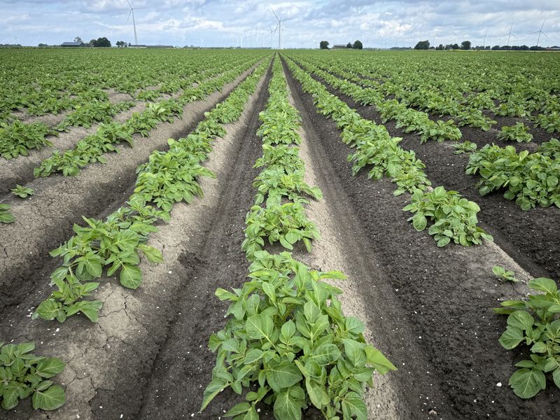 16 juni 2024; Gewasgroei aardappelen; ras is Innovator