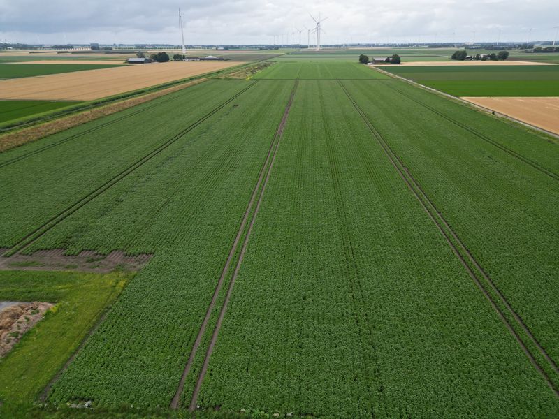 16 juli 2024; Gewasgroei aardappelen; ras is Innovator