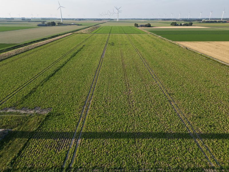 27 augustus 2024; Gewasgroei aardappelen; ras is Innovator