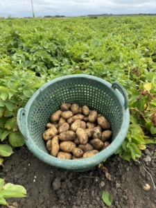 16 augustus 2024; 1e proefrooiing aardappelen