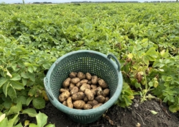 16 augustus 2024; 1e proefrooiing aardappelen