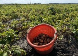 30 augustus 2024; 2e proefrooiing aardappelen