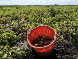 30 augustus 2024; 2e proefrooiing aardappelen