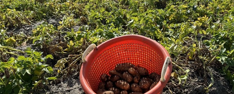 30 augustus 2024; 2e proefrooiing aardappelen